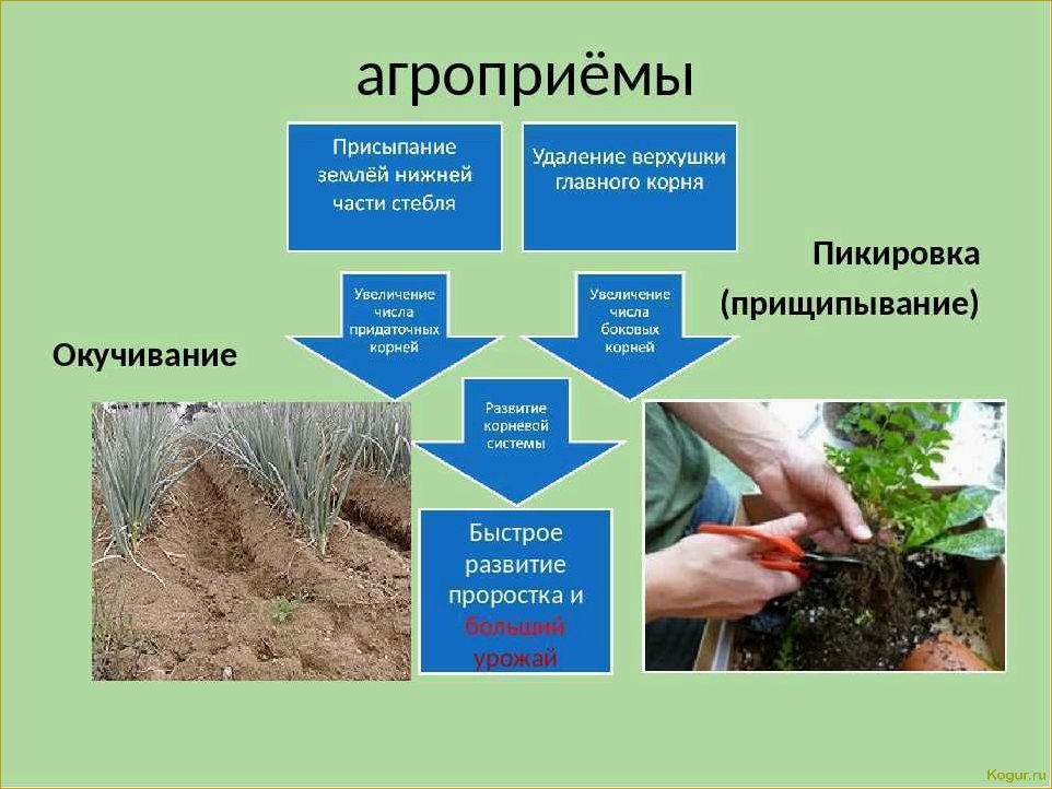 Зачем и как проводится окучивание растений на огороде