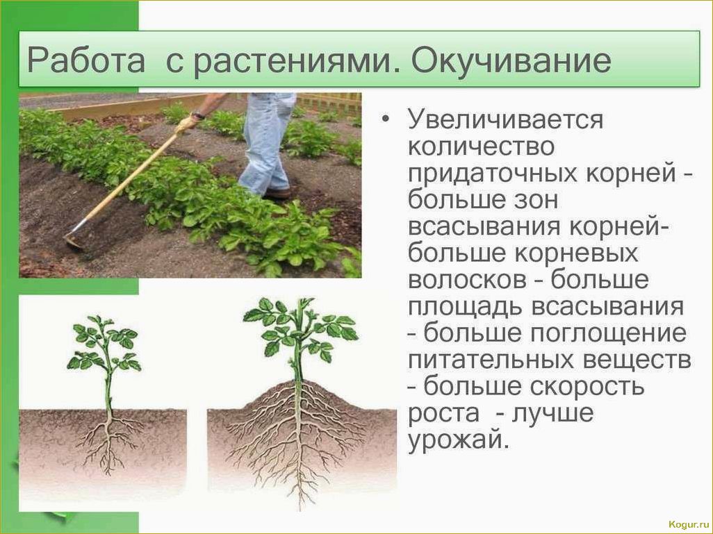 Зачем и как проводится окучивание растений на огороде