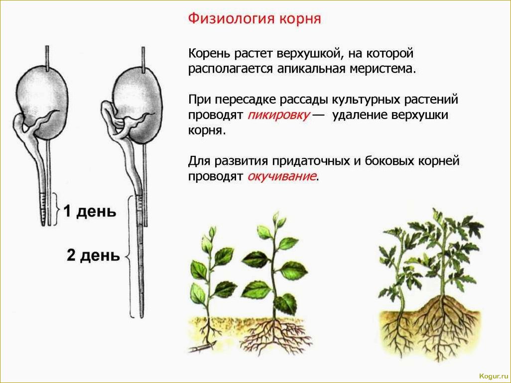 Зачем и как проводится окучивание растений на огороде