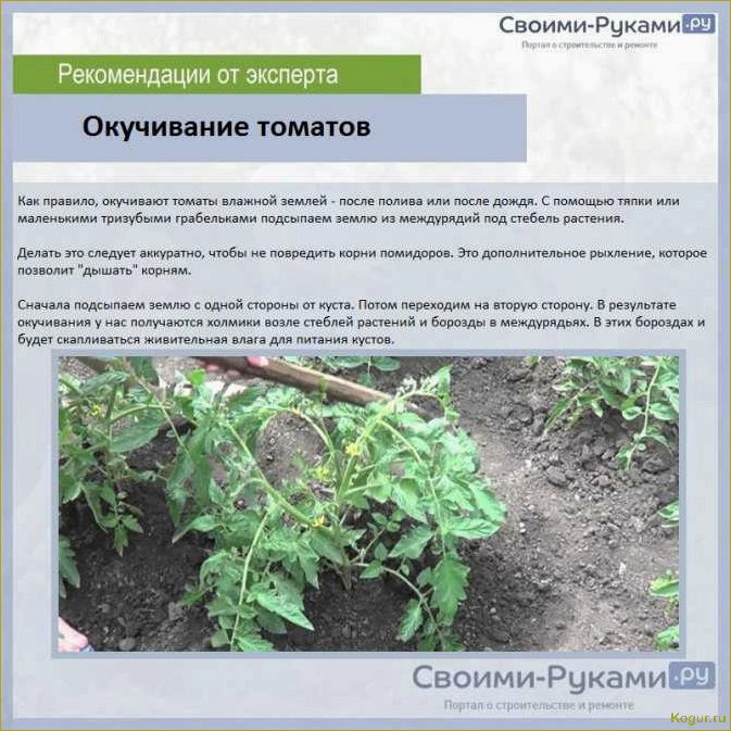 Зачем и как проводится окучивание растений на огороде