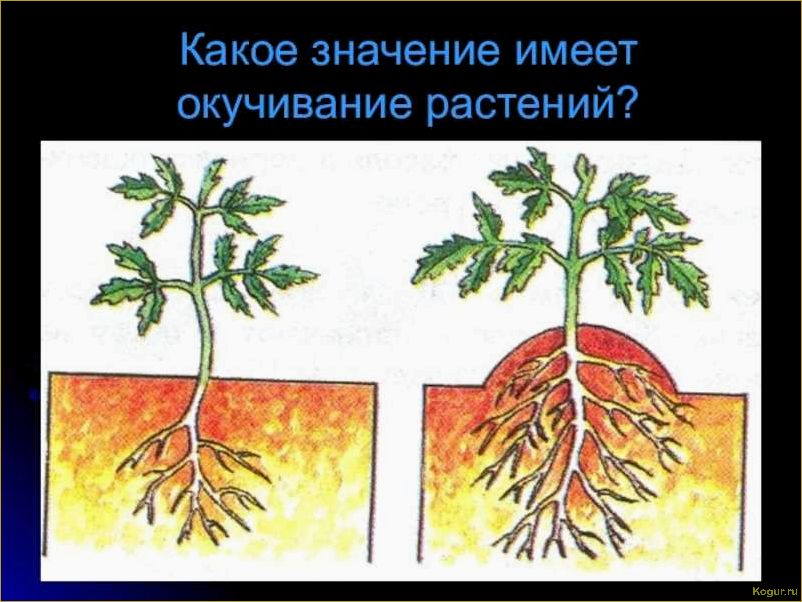 Зачем и как проводится окучивание растений на огороде