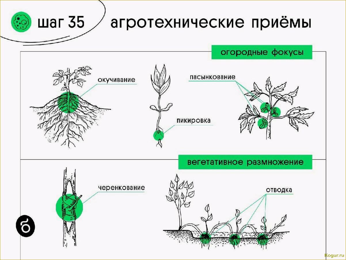 Зачем и как проводится окучивание растений на огороде