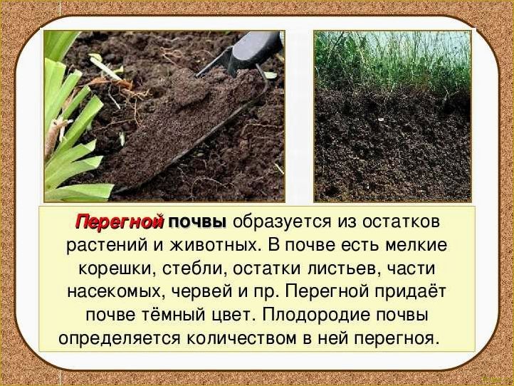 Зачем и как проводится окучивание растений на огороде