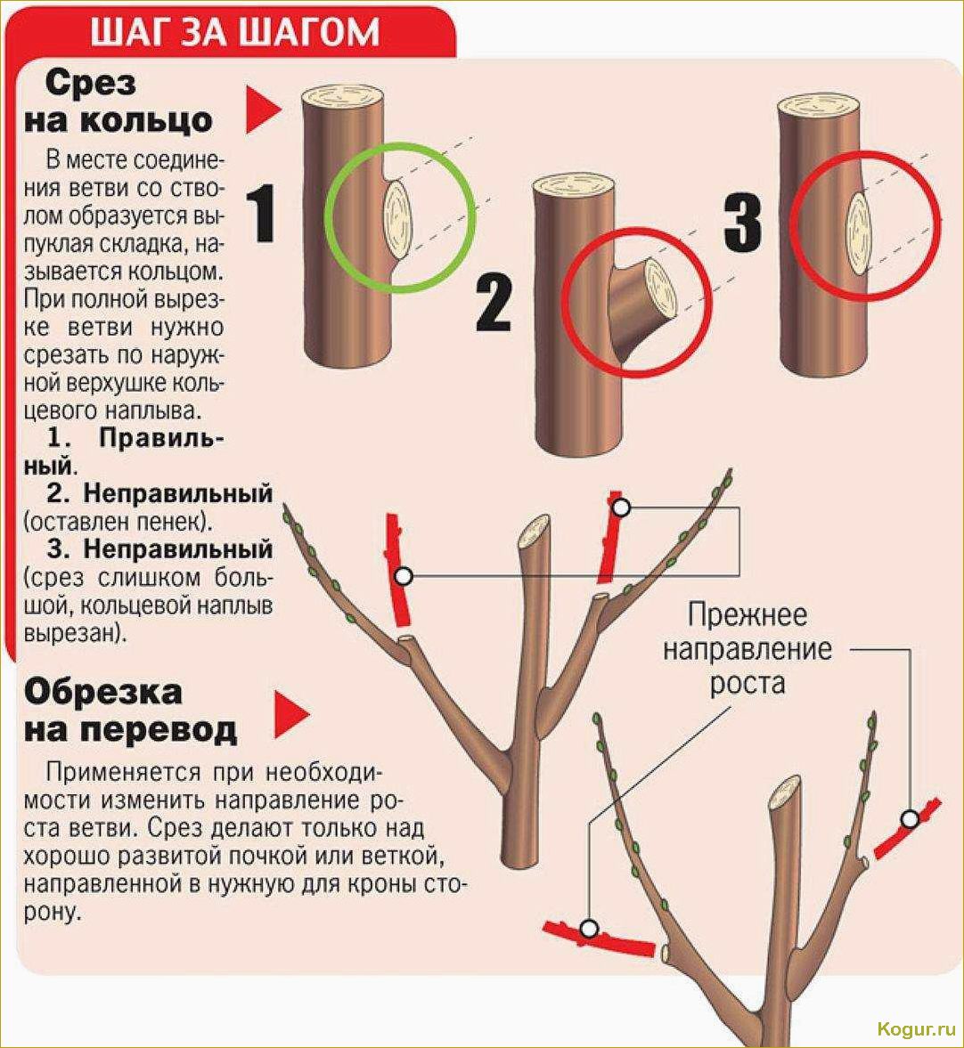 (побелка, плодовых, деревьев, весной) Зачем нужна побелка плодовых деревьев весной, сроки ее проведения
