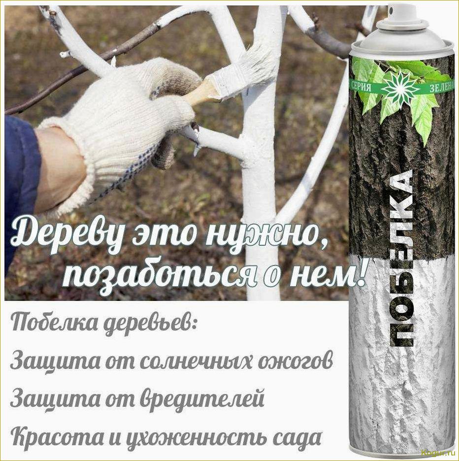 (побелка, плодовых, деревьев, весной) Зачем нужна побелка плодовых деревьев весной, сроки ее проведения