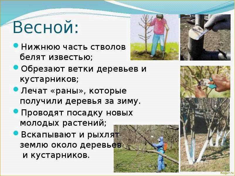 (побелка, плодовых, деревьев, весной) Зачем нужна побелка плодовых деревьев весной, сроки ее проведения