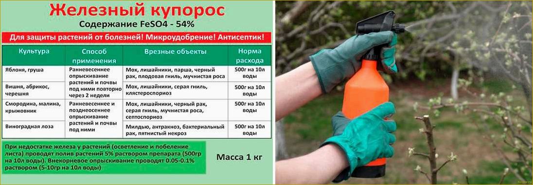 (побелка, плодовых, деревьев, весной) Зачем нужна побелка плодовых деревьев весной, сроки ее проведения