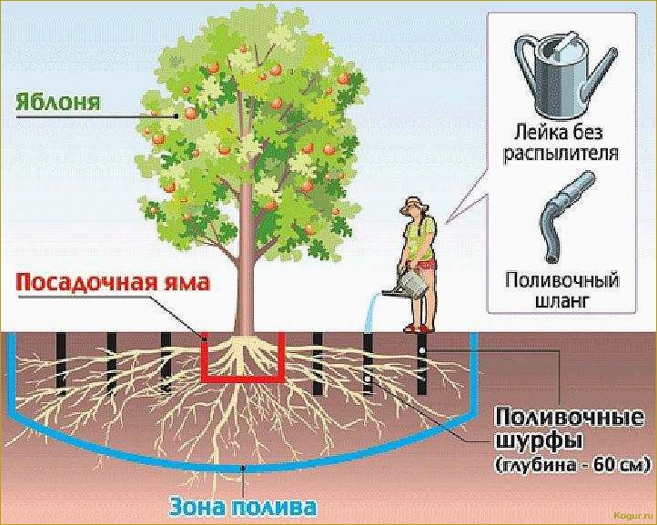 (побелка, плодовых, деревьев, весной) Зачем нужна побелка плодовых деревьев весной, сроки ее проведения
