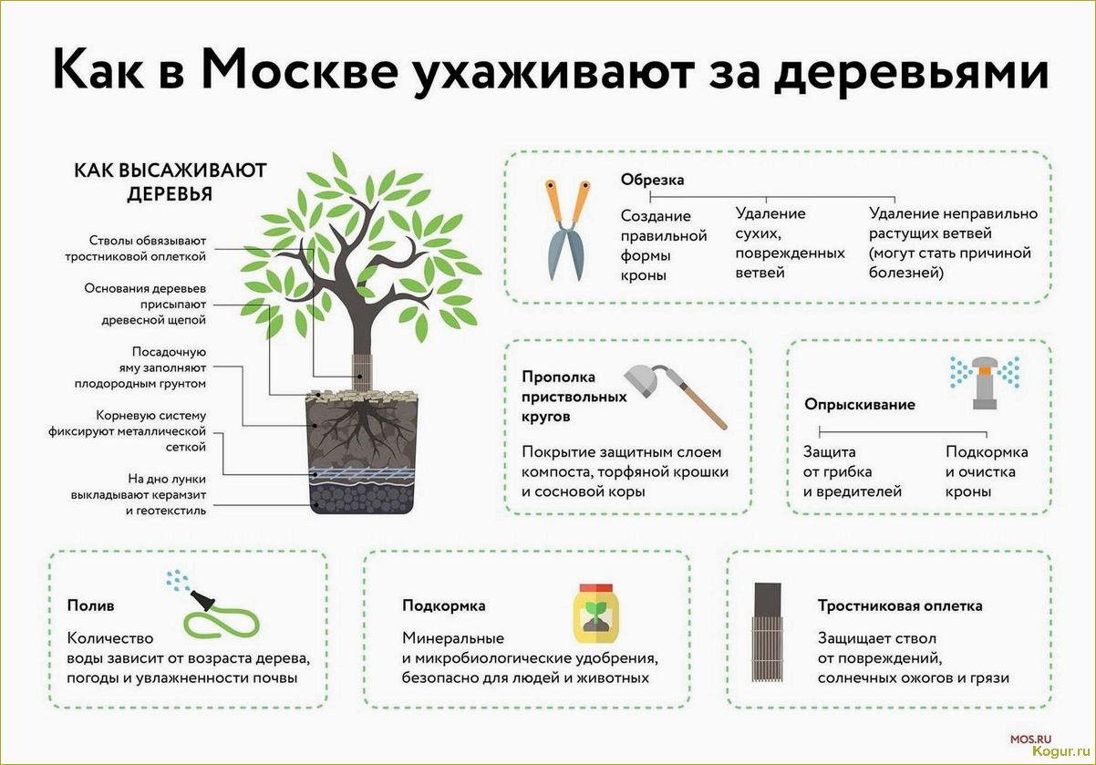 (побелка, плодовых, деревьев, весной) Зачем нужна побелка плодовых деревьев весной, сроки ее проведения