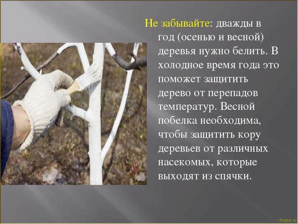 (побелка, плодовых, деревьев, весной) Зачем нужна побелка плодовых деревьев весной, сроки ее проведения