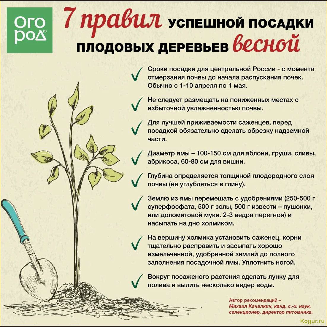 (побелка, плодовых, деревьев, весной) Зачем нужна побелка плодовых деревьев весной, сроки ее проведения