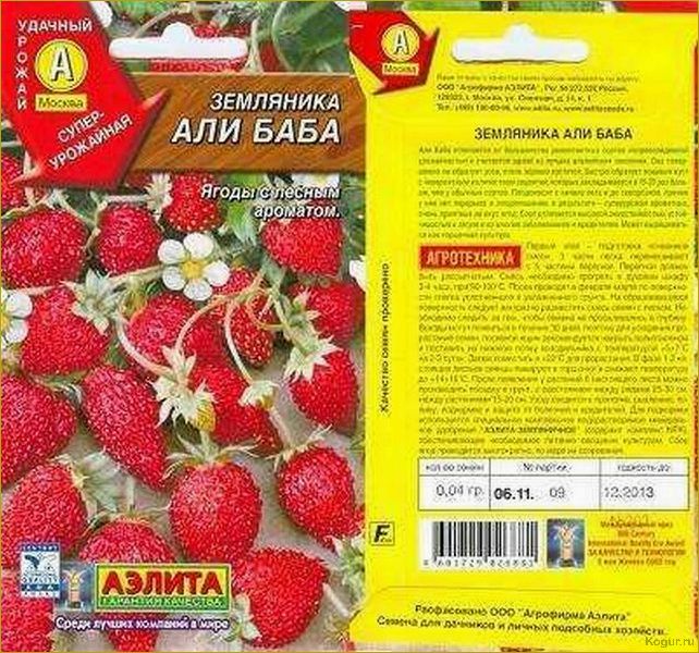 Описание и фото земляники сорта Али Баба: погружаемся в ароматный мир этого удивительного ягодного растения