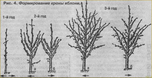 Знакомьтесь с проверенным временем летним сортом яблони Медуницы