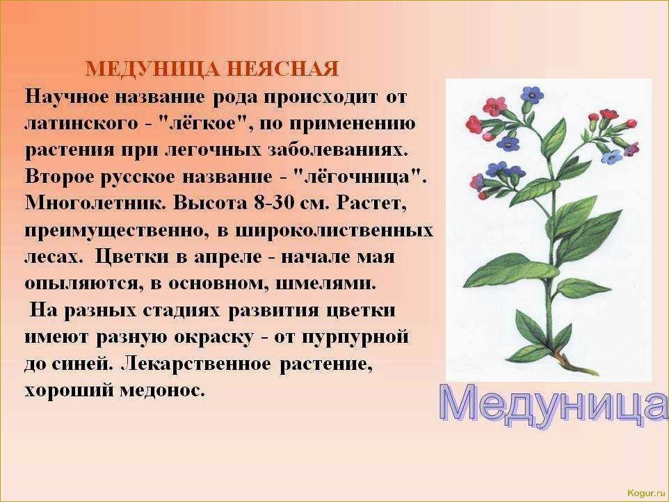 Знакомьтесь с проверенным временем летним сортом яблони Медуницы