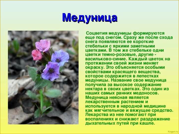 Знакомьтесь с проверенным временем летним сортом яблони Медуницы