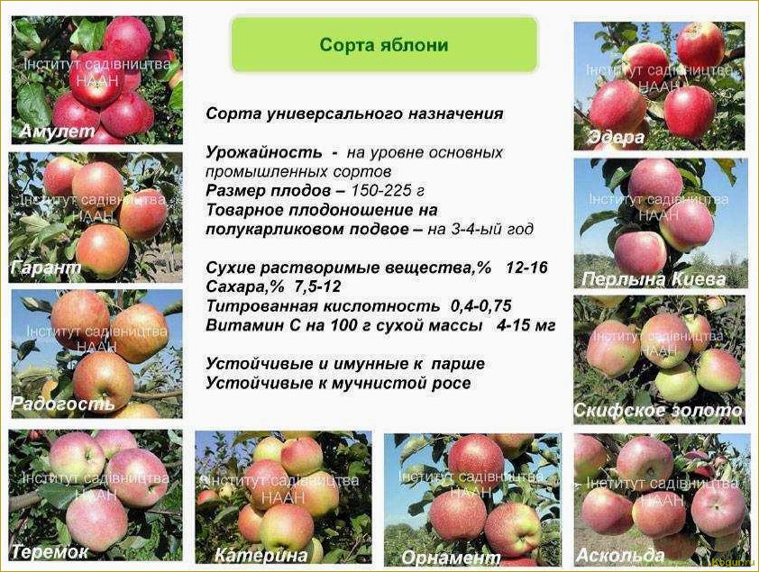 Знакомьтесь с проверенным временем летним сортом яблони Медуницы
