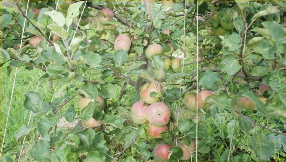 Знакомьтесь с проверенным временем летним сортом яблони Медуницы