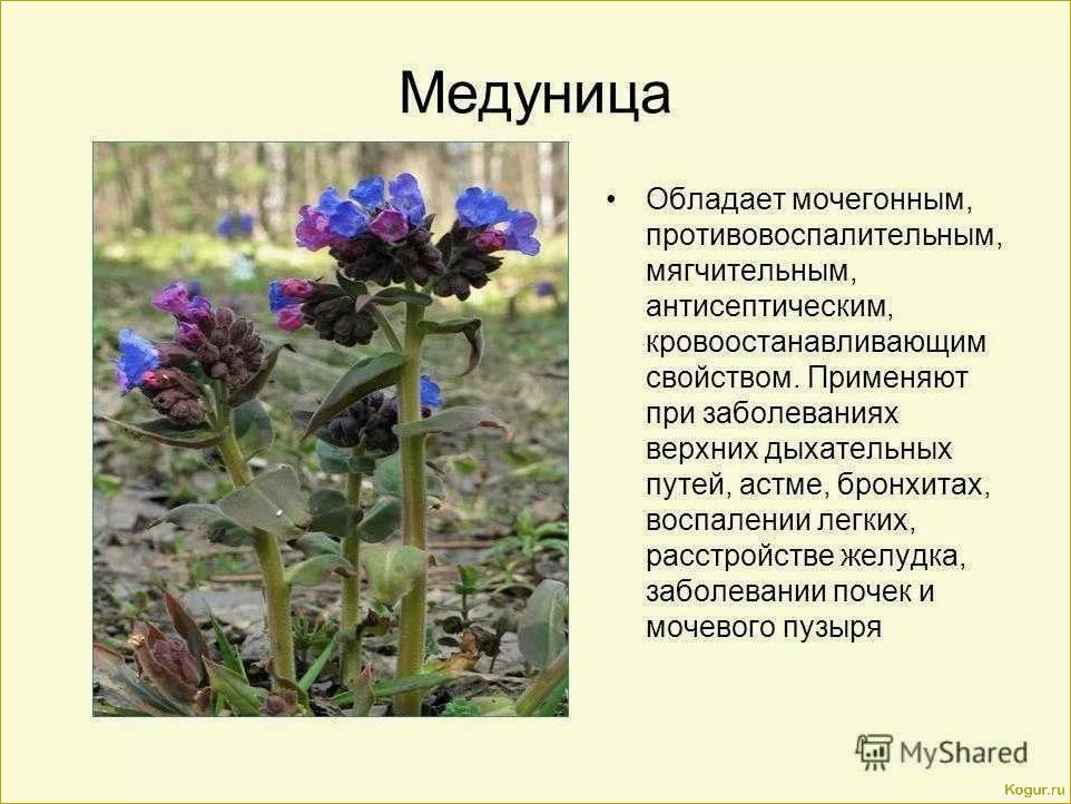 Знакомьтесь с проверенным временем летним сортом яблони Медуницы