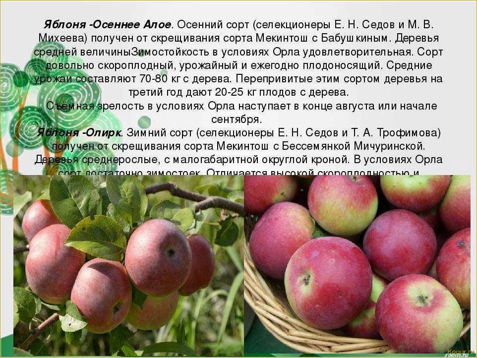 Знакомьтесь с проверенным временем летним сортом яблони Медуницы