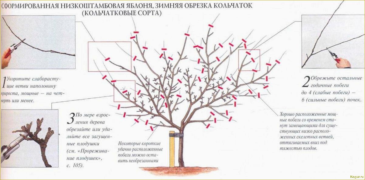 Знакомьтесь с проверенным временем летним сортом яблони Медуницы