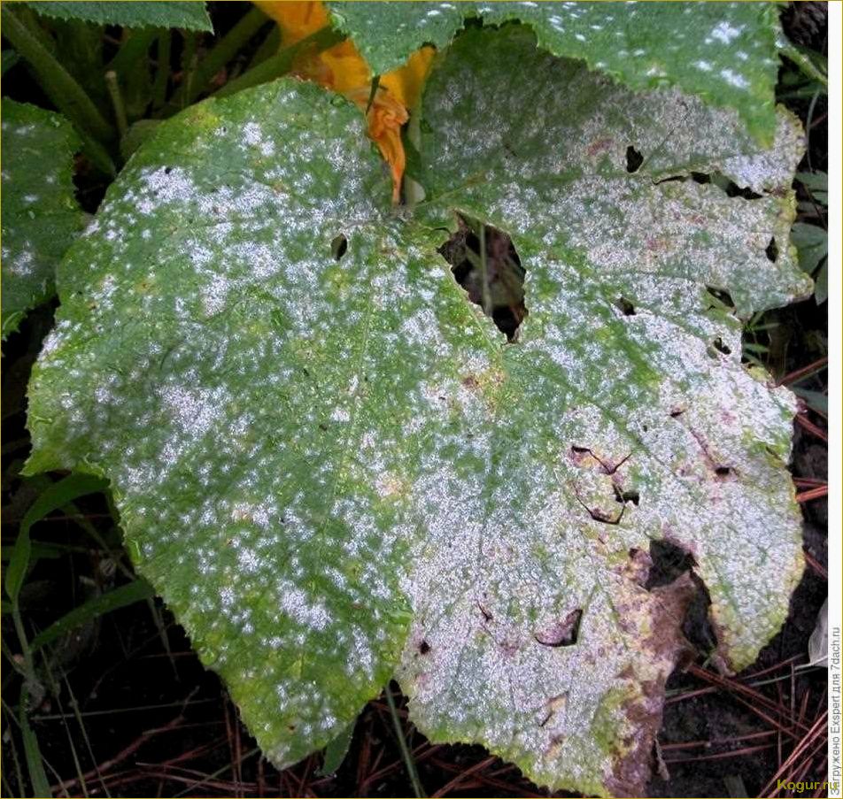 (болезни, огурцов, бороться) Болезни огурцов и как с ними бороться