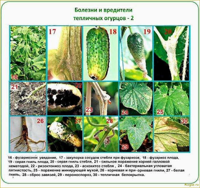 (болезни, огурцов, бороться) Болезни огурцов и как с ними бороться
