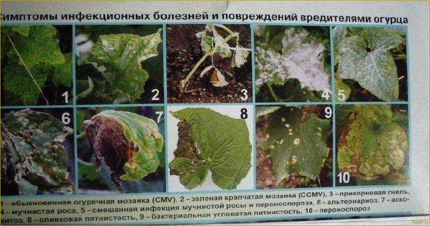 (болезни, огурцов, бороться) Болезни огурцов и как с ними бороться