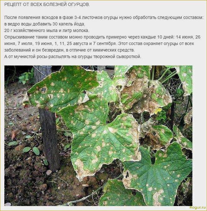 (болезни, огурцов, бороться) Болезни огурцов и как с ними бороться