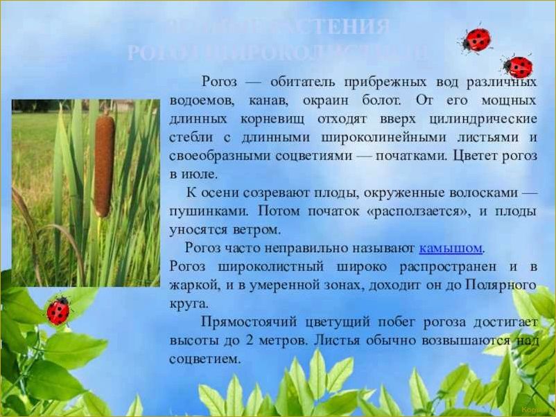 (исследование, ценных, свойств, уникальных, особенностей) Исследование ценных свойств и уникальных особенностей растения рогоза