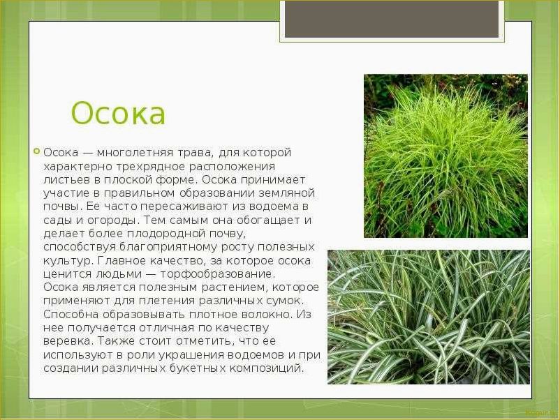 (исследование, ценных, свойств, уникальных, особенностей) Исследование ценных свойств и уникальных особенностей растения рогоза