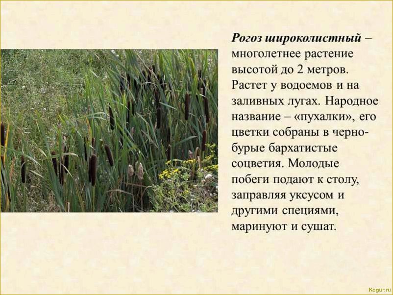 (исследование, ценных, свойств, уникальных, особенностей) Исследование ценных свойств и уникальных особенностей растения рогоза