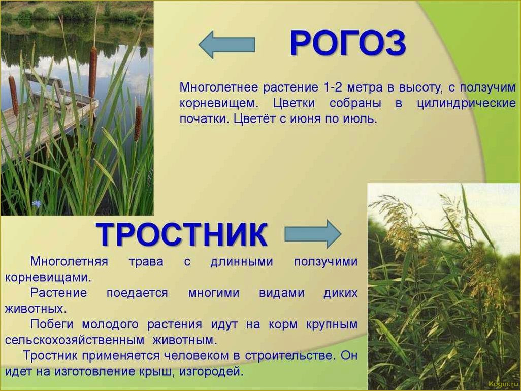 (исследование, ценных, свойств, уникальных, особенностей) Исследование ценных свойств и уникальных особенностей растения рогоза