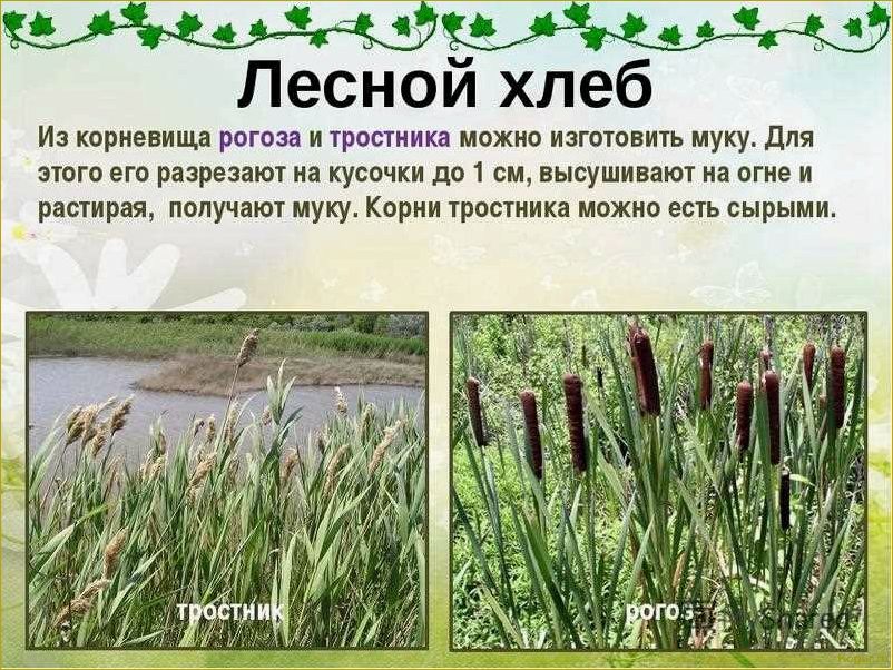 (исследование, ценных, свойств, уникальных, особенностей) Исследование ценных свойств и уникальных особенностей растения рогоза
