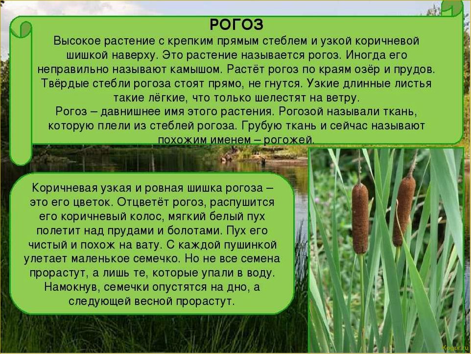 (исследование, ценных, свойств, уникальных, особенностей) Исследование ценных свойств и уникальных особенностей растения рогоза