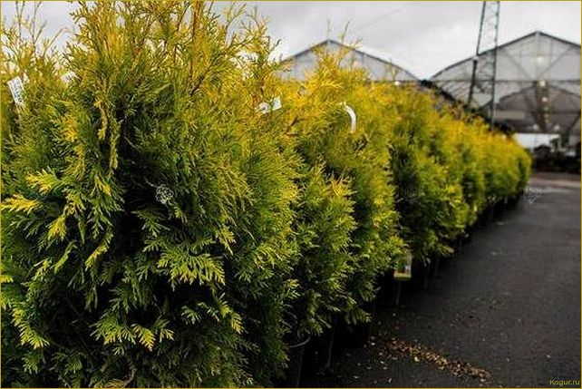 (западная, еллоу, риббон, привлекательные, особенности) Туя западная Еллоу Риббон: привлекательные особенности и преимущества