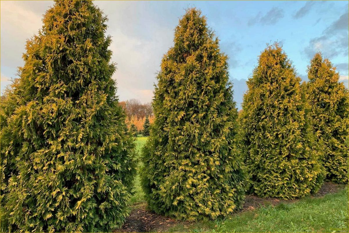 (западная, еллоу, риббон, привлекательные, особенности) Туя западная Еллоу Риббон: привлекательные особенности и преимущества