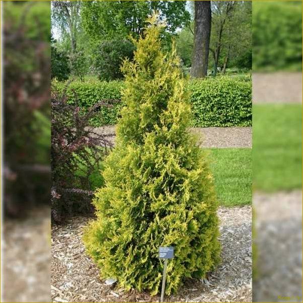 (западная, еллоу, риббон, привлекательные, особенности) Туя западная Еллоу Риббон: привлекательные особенности и преимущества