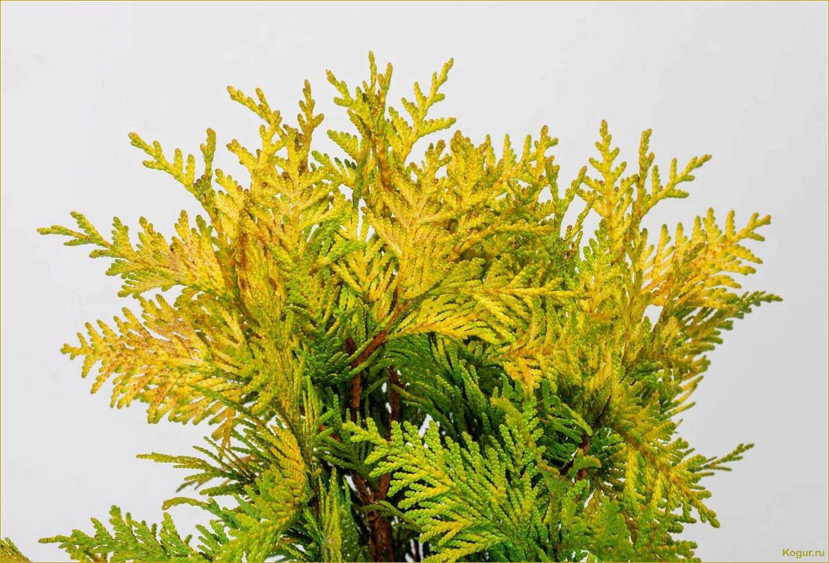 (западная, еллоу, риббон, привлекательные, особенности) Туя западная Еллоу Риббон: привлекательные особенности и преимущества