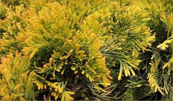 (западная, еллоу, риббон, привлекательные, особенности) Туя западная Еллоу Риббон: привлекательные особенности и преимущества