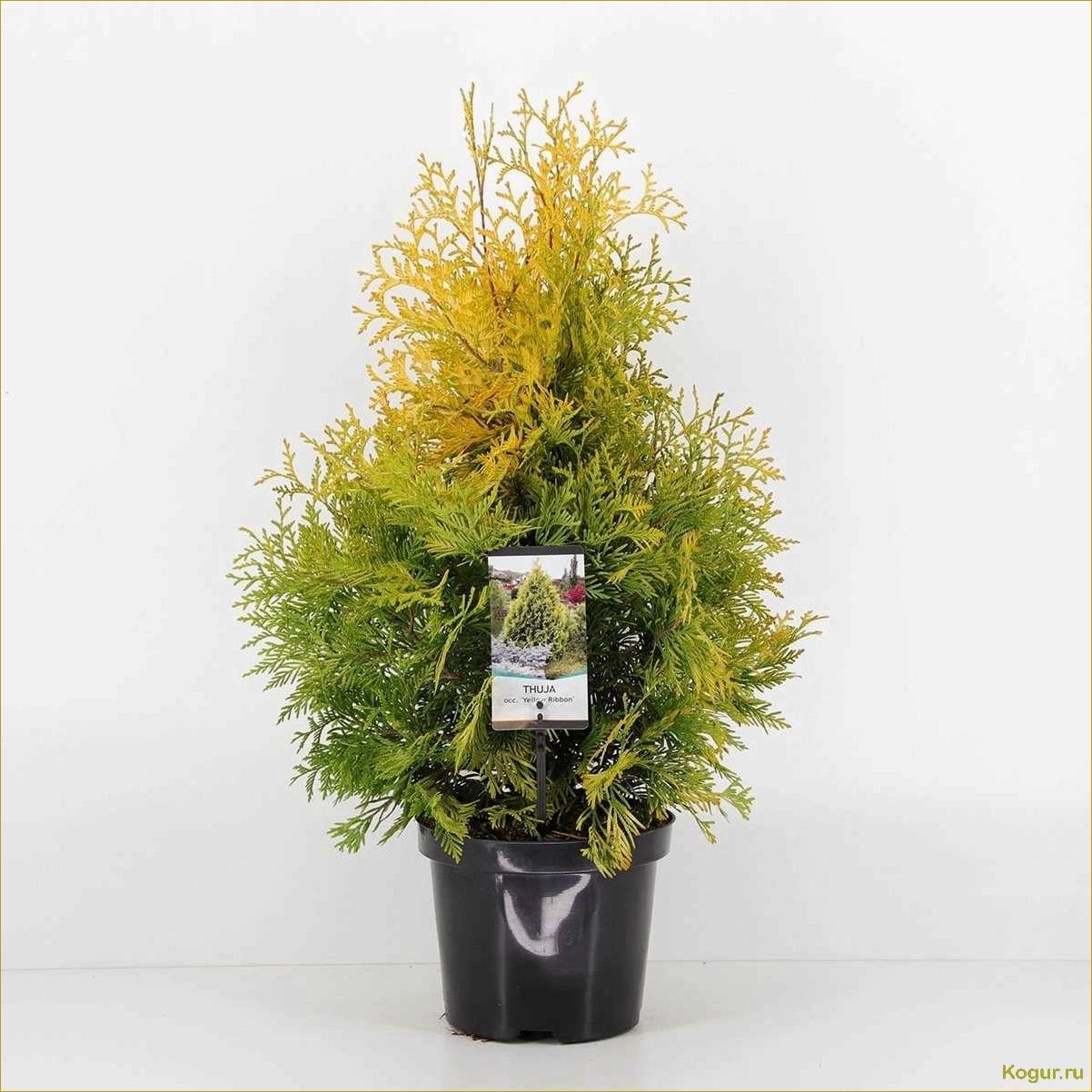 (западная, еллоу, риббон, привлекательные, особенности) Туя западная Еллоу Риббон: привлекательные особенности и преимущества