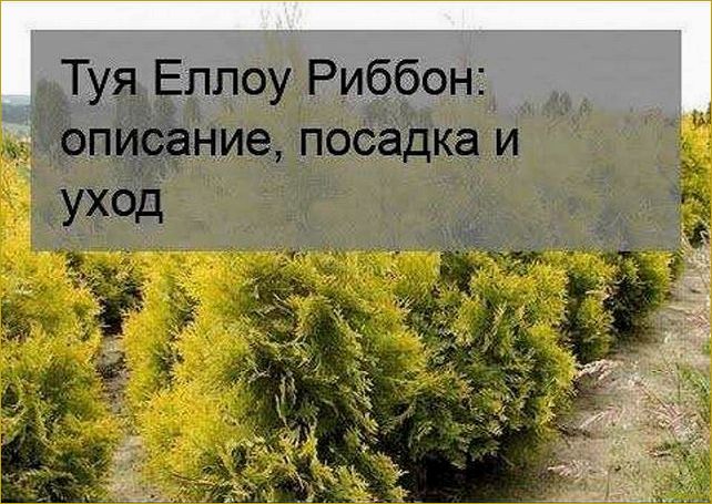 (западная, еллоу, риббон, привлекательные, особенности) Туя западная Еллоу Риббон: привлекательные особенности и преимущества