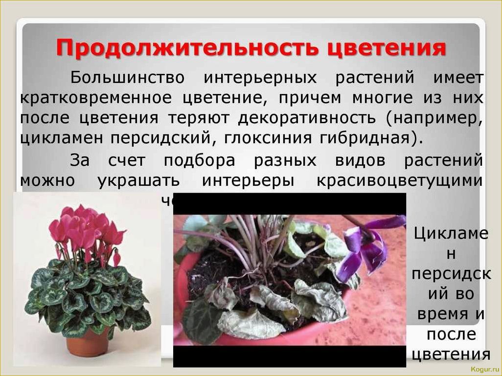 Цикламен — немного секретов выращивания капризного красавца