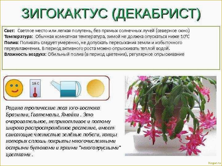 Цикламен — немного секретов выращивания капризного красавца