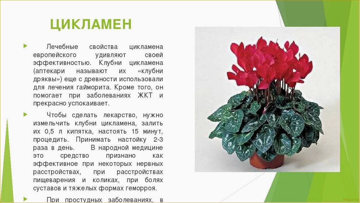 Цикламен — немного секретов выращивания капризного красавца