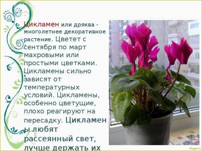 Цикламен — немного секретов выращивания капризного красавца