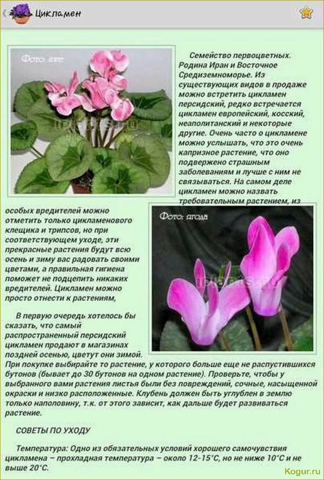 Цикламен — немного секретов выращивания капризного красавца