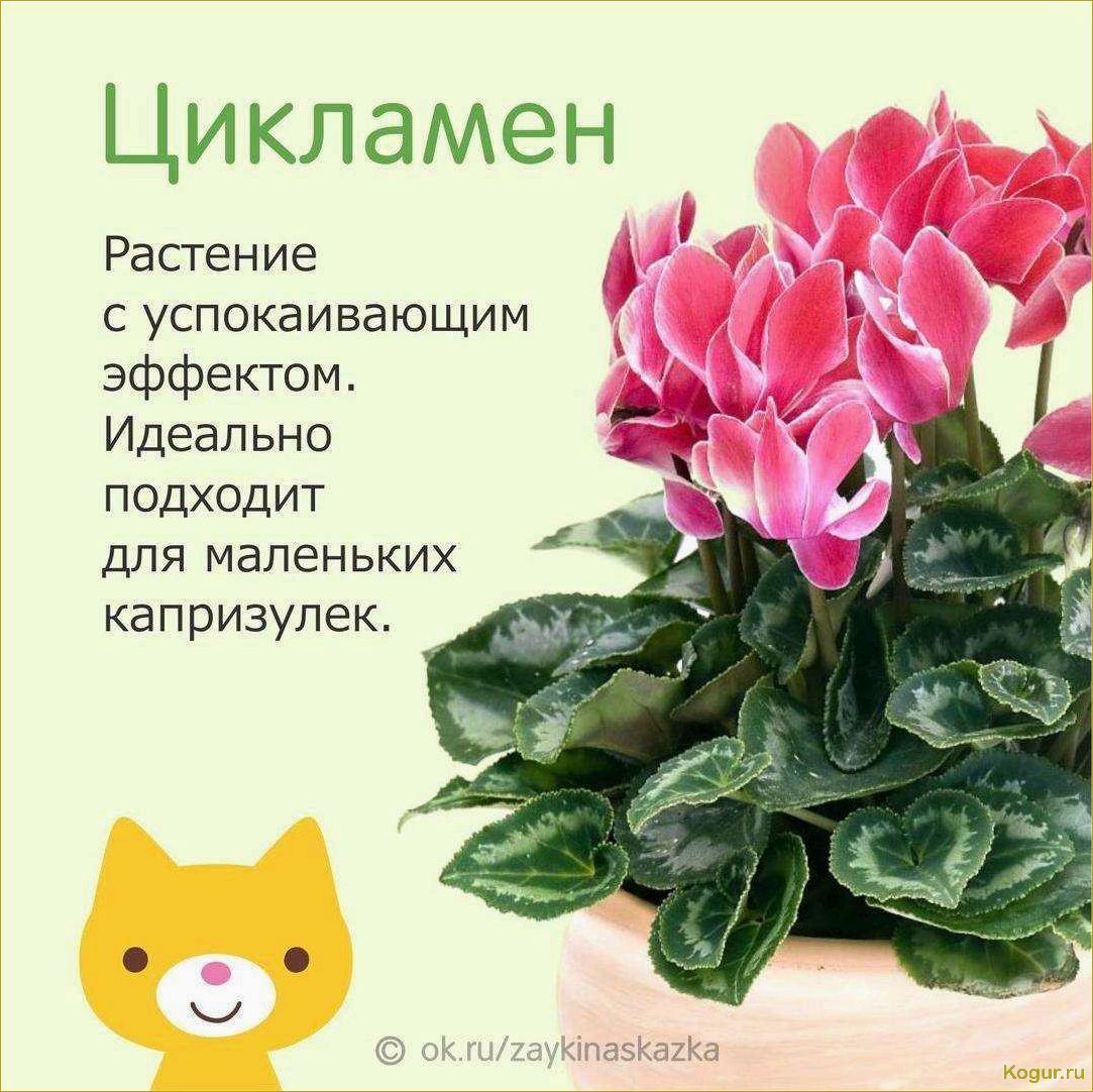 Цикламен — немного секретов выращивания капризного красавца