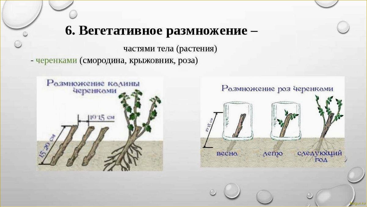 Размножение черной смородины черенками: цель и оптимальный период
