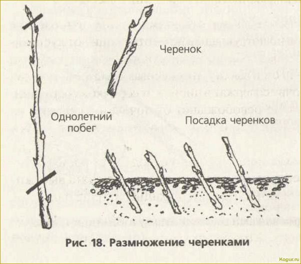 Размножение черной смородины черенками: цель и оптимальный период