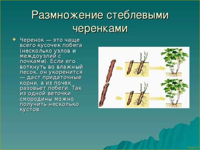 Размножение черной смородины черенками: цель и оптимальный период